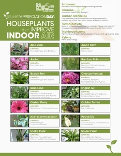 Houseplants that improve indoor air