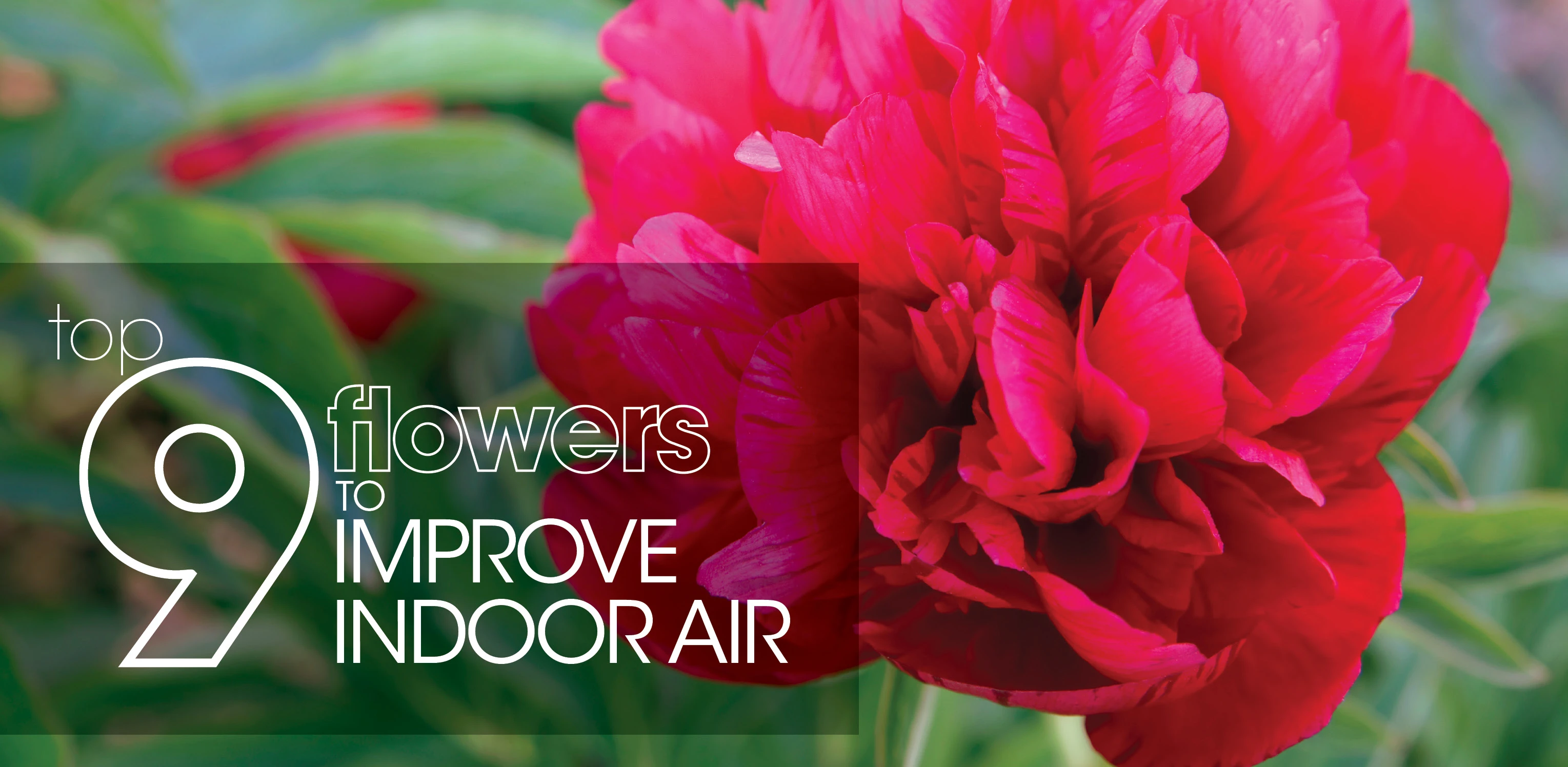 top 9 flowers to improve indoor air